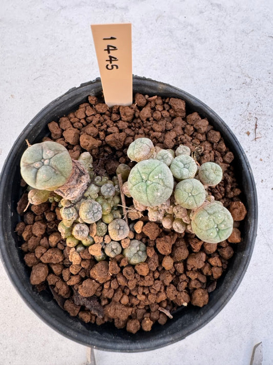 Lophophora williamsii – Peyote Cactus (6–7 cm, Own Root)