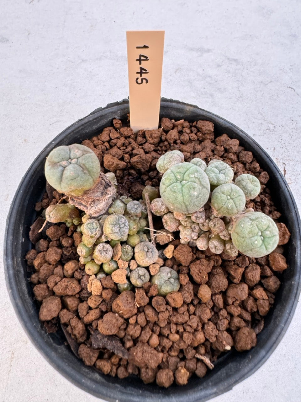 Lophophora williamsii – Peyote Cactus (6–7 cm, Own Root)