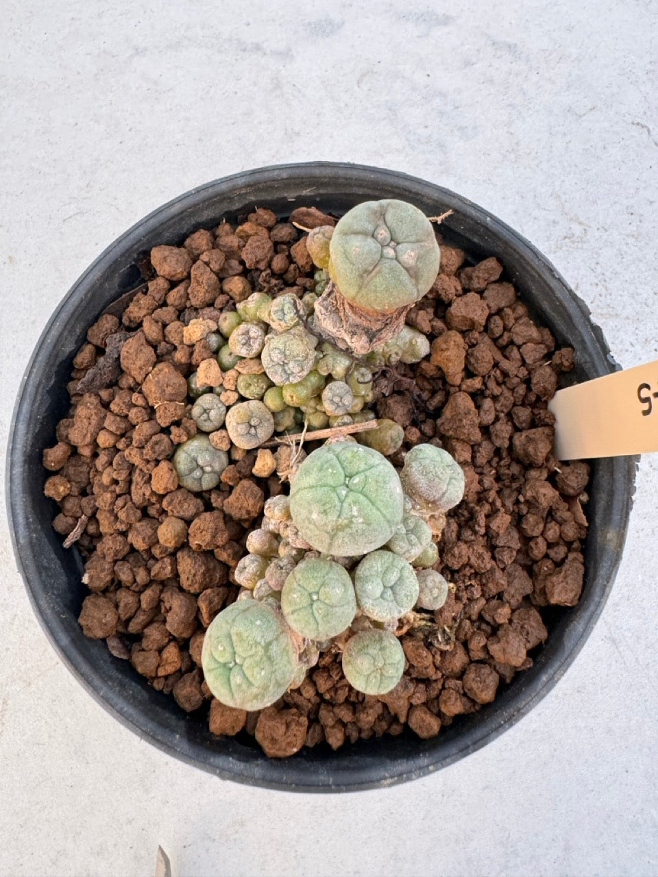Lophophora williamsii – Peyote Cactus (6–7 cm, Own Root)
