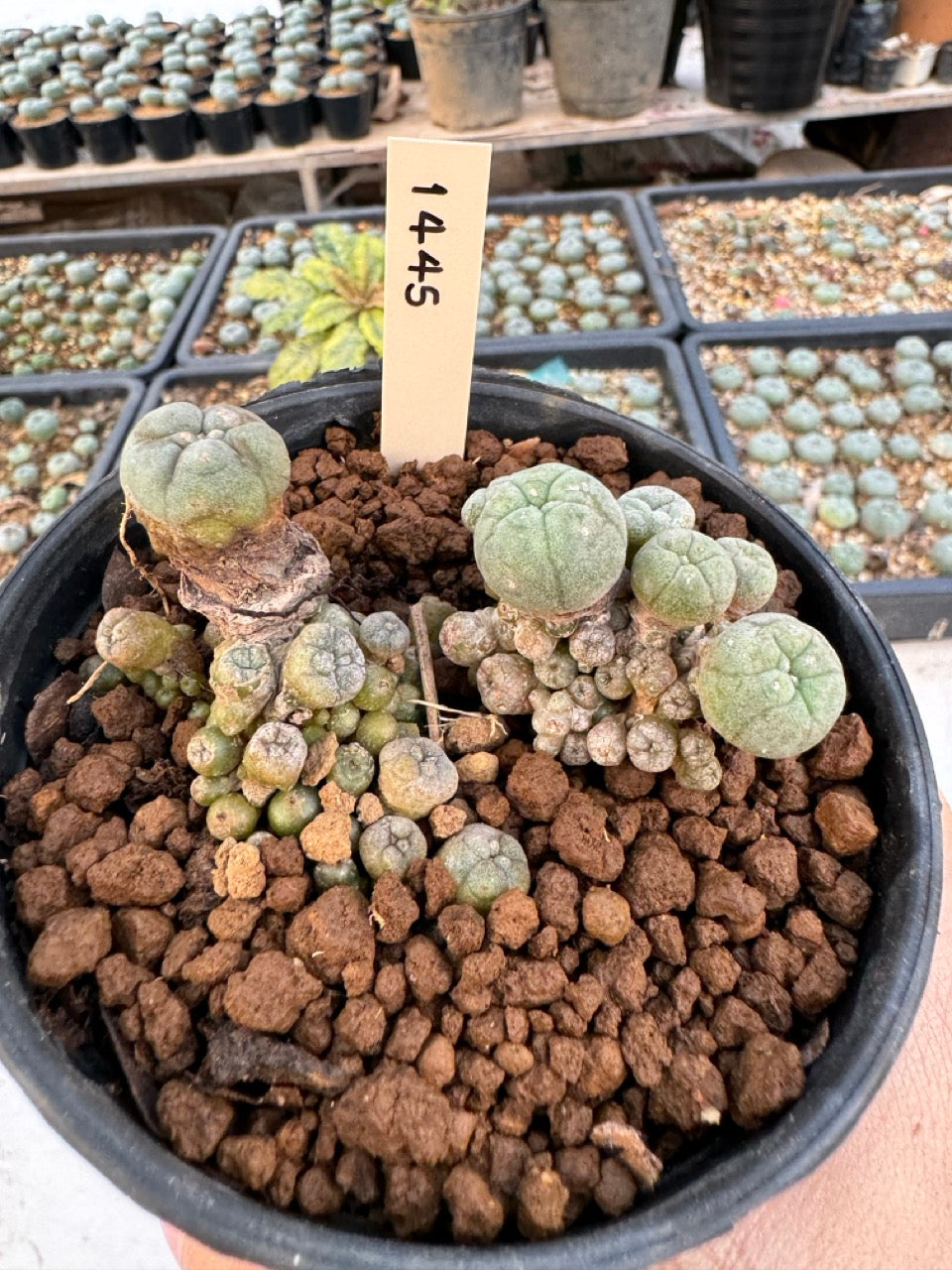 Lophophora williamsii – Peyote Cactus (6–7 cm, Own Root)
