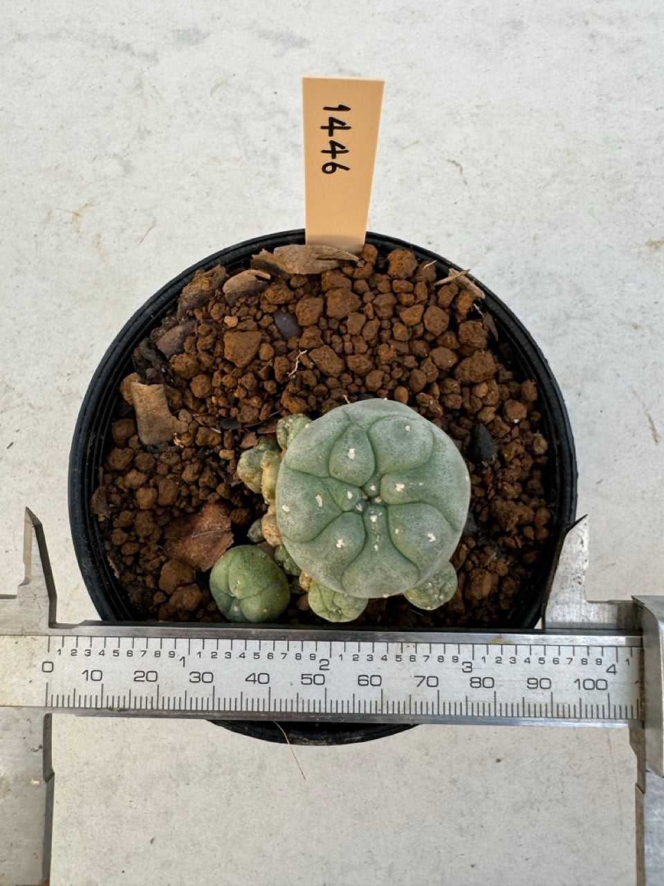 Lophophora williamsii – Peyote Cactus (6–7 cm, Own Root)