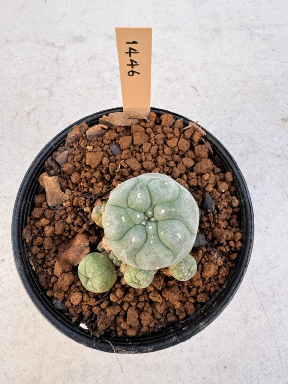 Lophophora williamsii – Peyote Cactus (6–7 cm, Own Root)