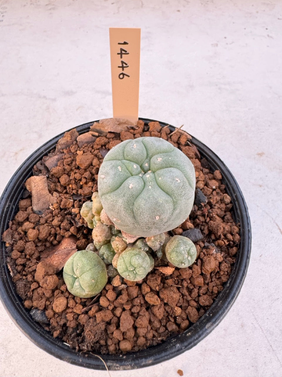 Lophophora williamsii – Peyote Cactus (6–7 cm, Own Root)