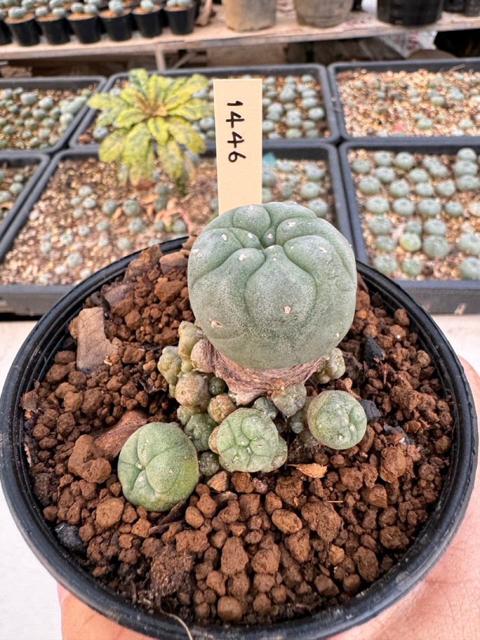 Lophophora williamsii – Peyote Cactus (6–7 cm, Own Root)