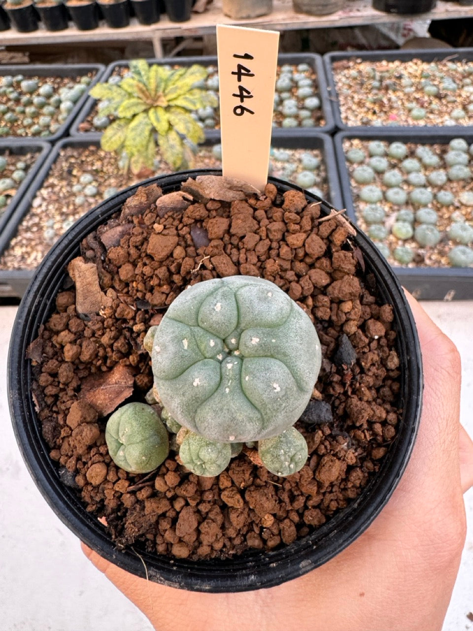 Lophophora williamsii – Peyote Cactus (6–7 cm, Own Root)