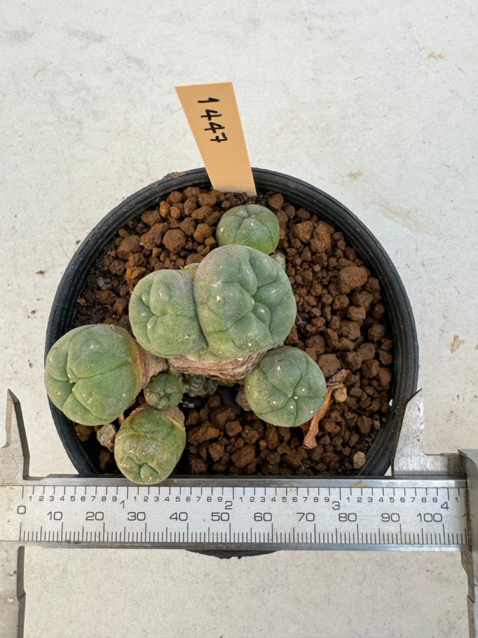 Lophophora williamsii – Peyote Cactus (6–7 cm, Own Root)