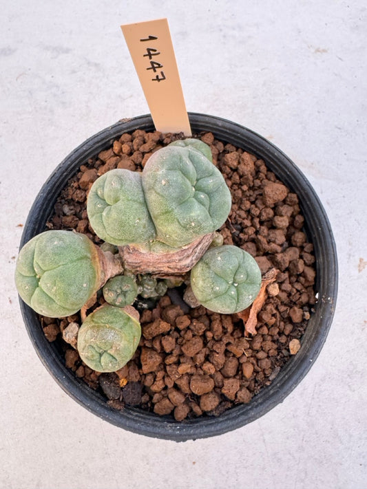 Lophophora williamsii – Peyote Cactus (6–7 cm, Own Root)