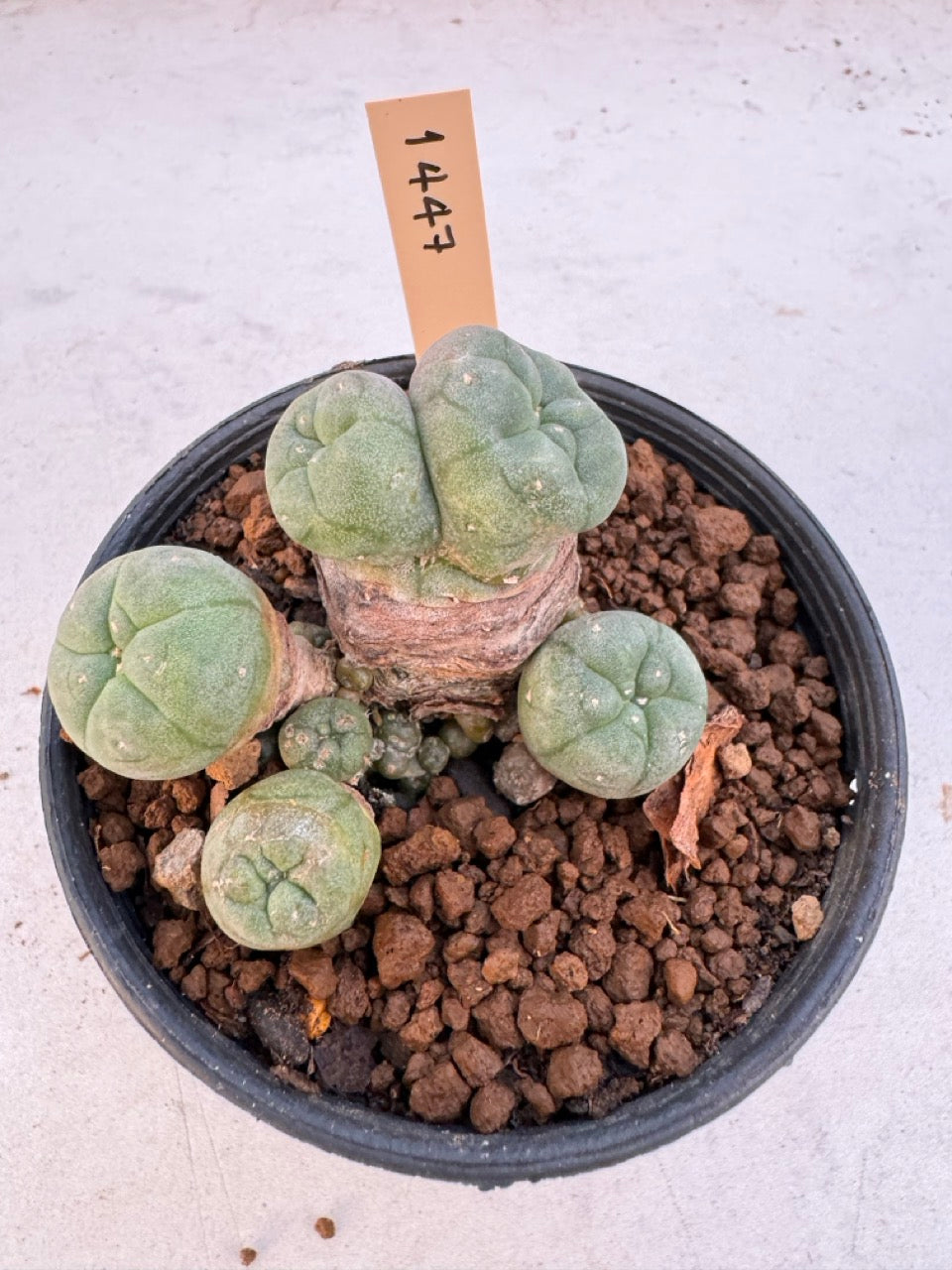 Lophophora williamsii – Peyote Cactus (6–7 cm, Own Root)