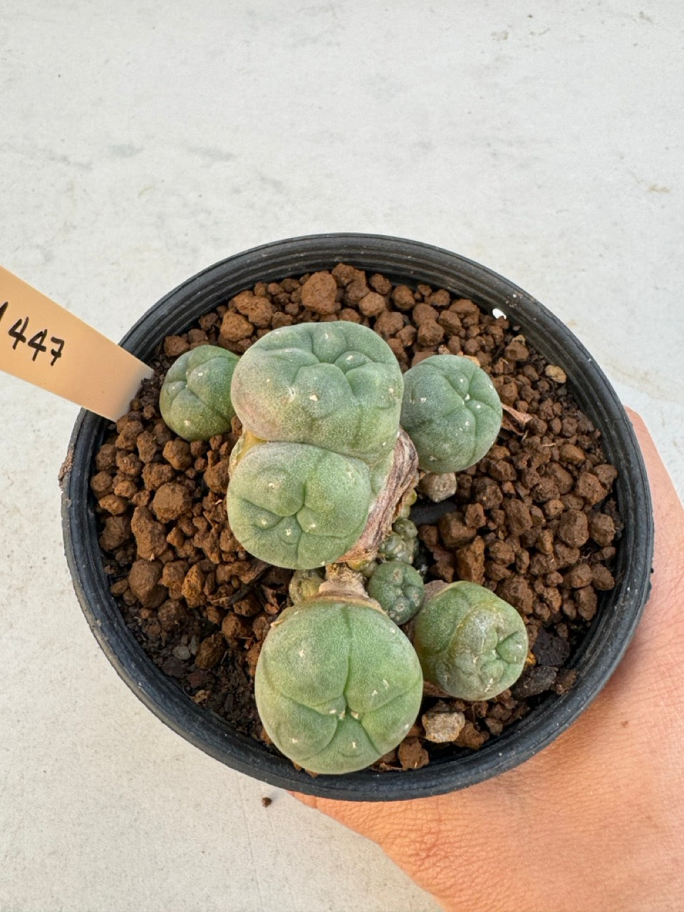 Lophophora williamsii – Peyote Cactus (6–7 cm, Own Root)