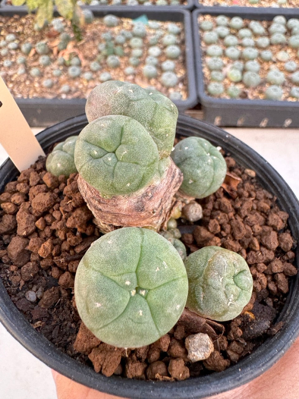 Lophophora williamsii – Peyote Cactus (6–7 cm, Own Root)