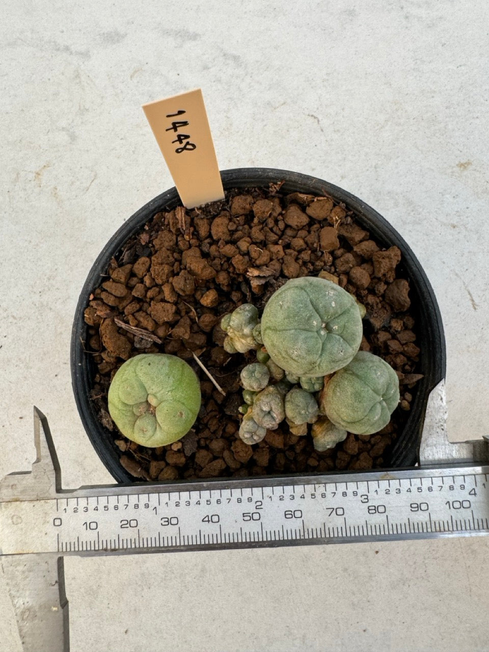 Lophophora williamsii – Peyote Cactus (6–7 cm, Own Root)