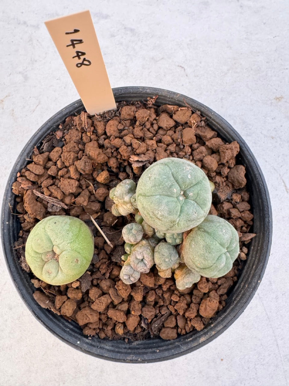 Lophophora williamsii – Peyote Cactus (6–7 cm, Own Root)