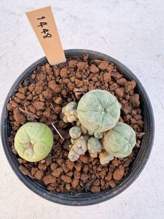 Lophophora williamsii – Peyote Cactus (6–7 cm, Own Root)