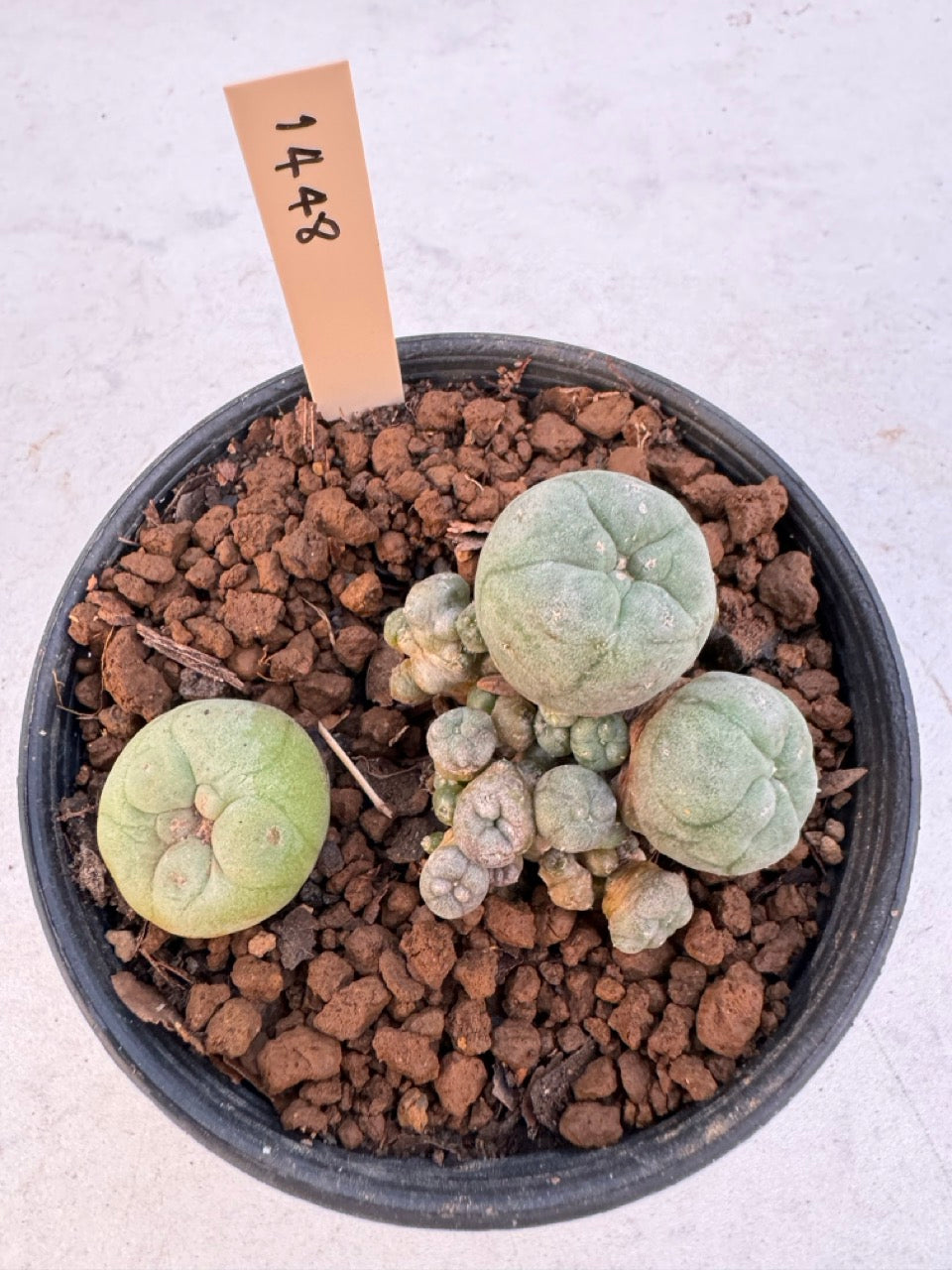 Lophophora williamsii – Peyote Cactus (6–7 cm, Own Root)