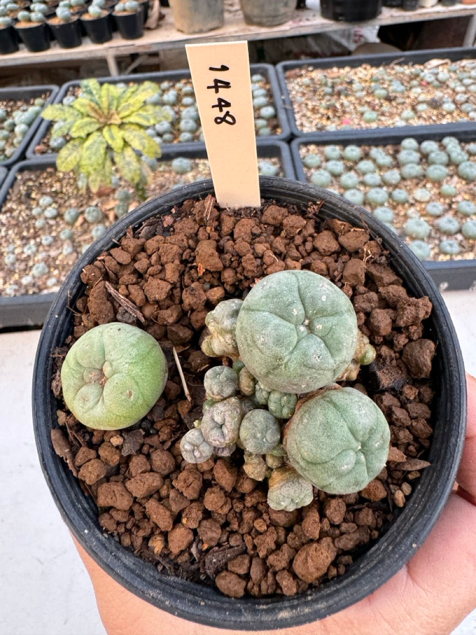 Lophophora williamsii – Peyote Cactus (6–7 cm, Own Root)