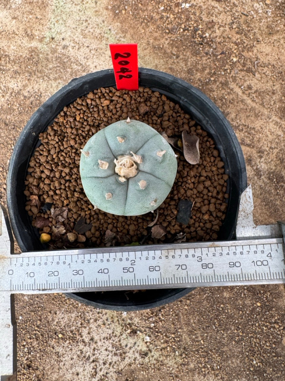 Lophophora williamsii – Peyote Cactus (3 cm, Own Root)