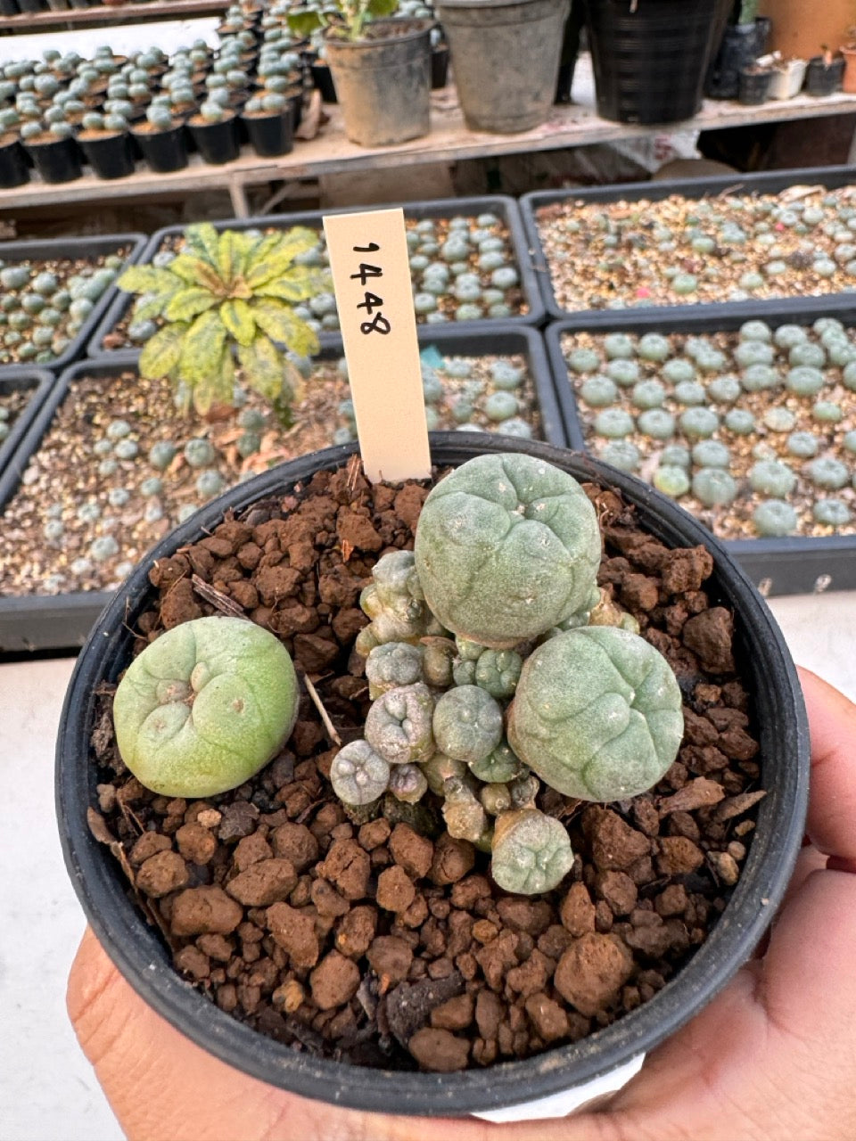 Lophophora williamsii – Peyote Cactus (6–7 cm, Own Root)