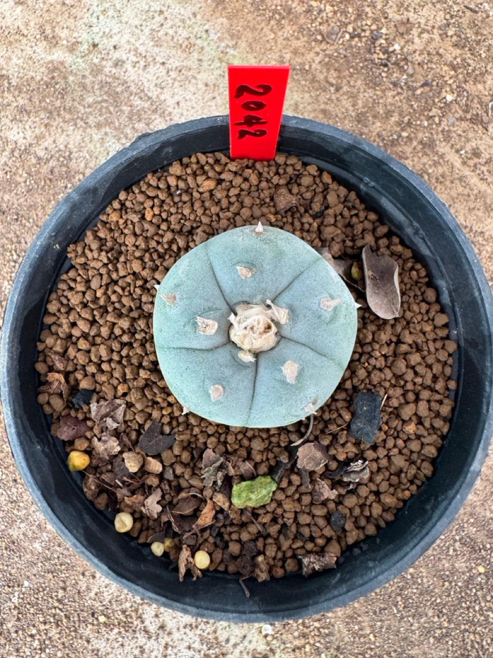 Lophophora williamsii – Peyote Cactus (3 cm, Own Root)