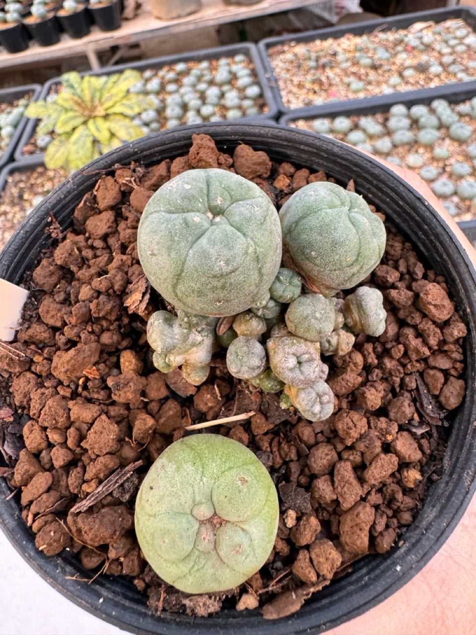Lophophora williamsii – Peyote Cactus (6–7 cm, Own Root)