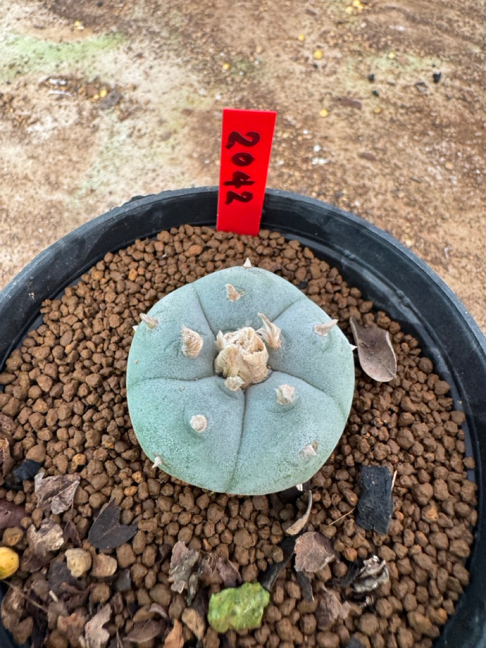 Lophophora williamsii – Peyote Cactus (3 cm, Own Root)