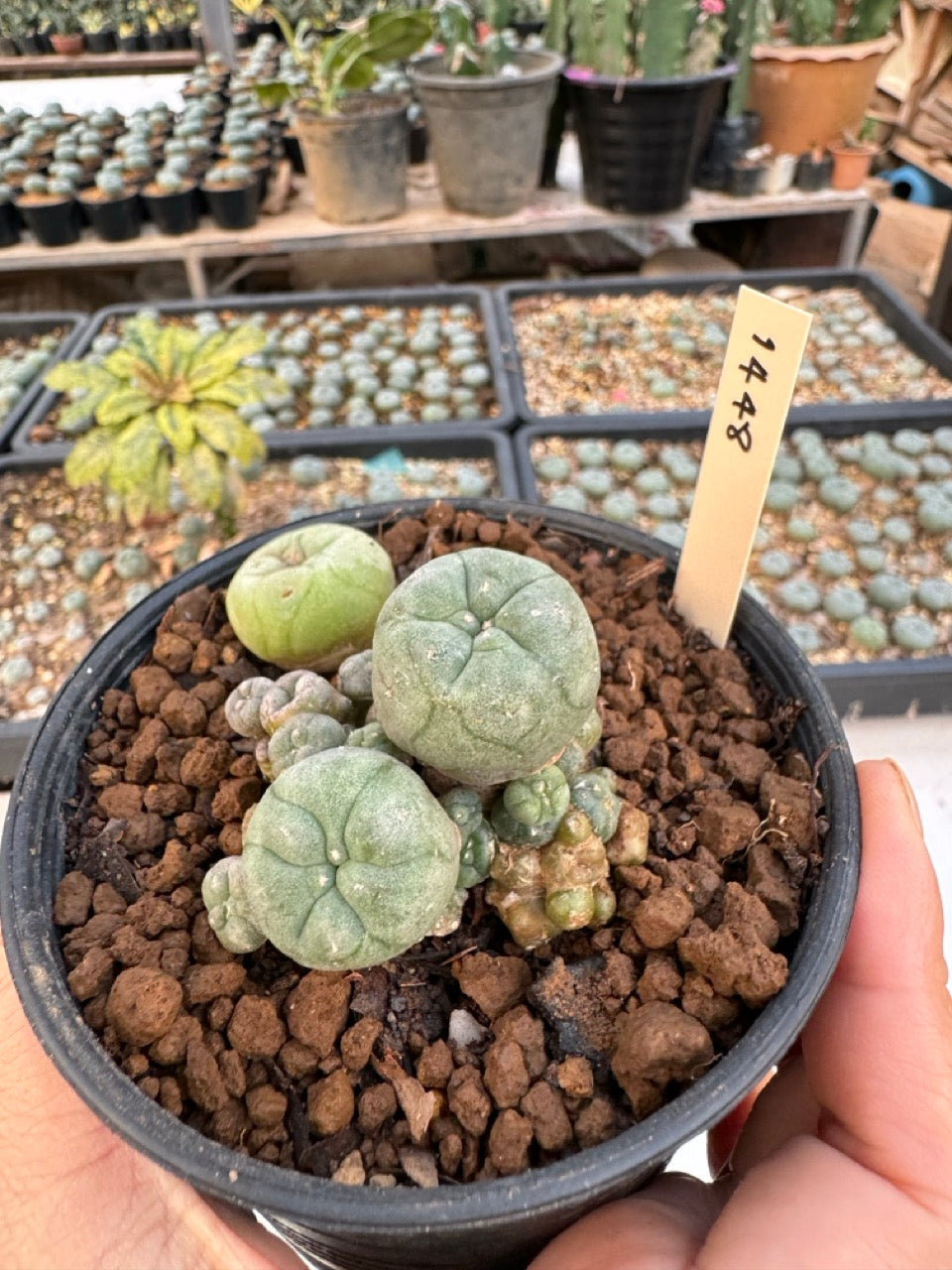 Lophophora williamsii – Peyote Cactus (6–7 cm, Own Root)