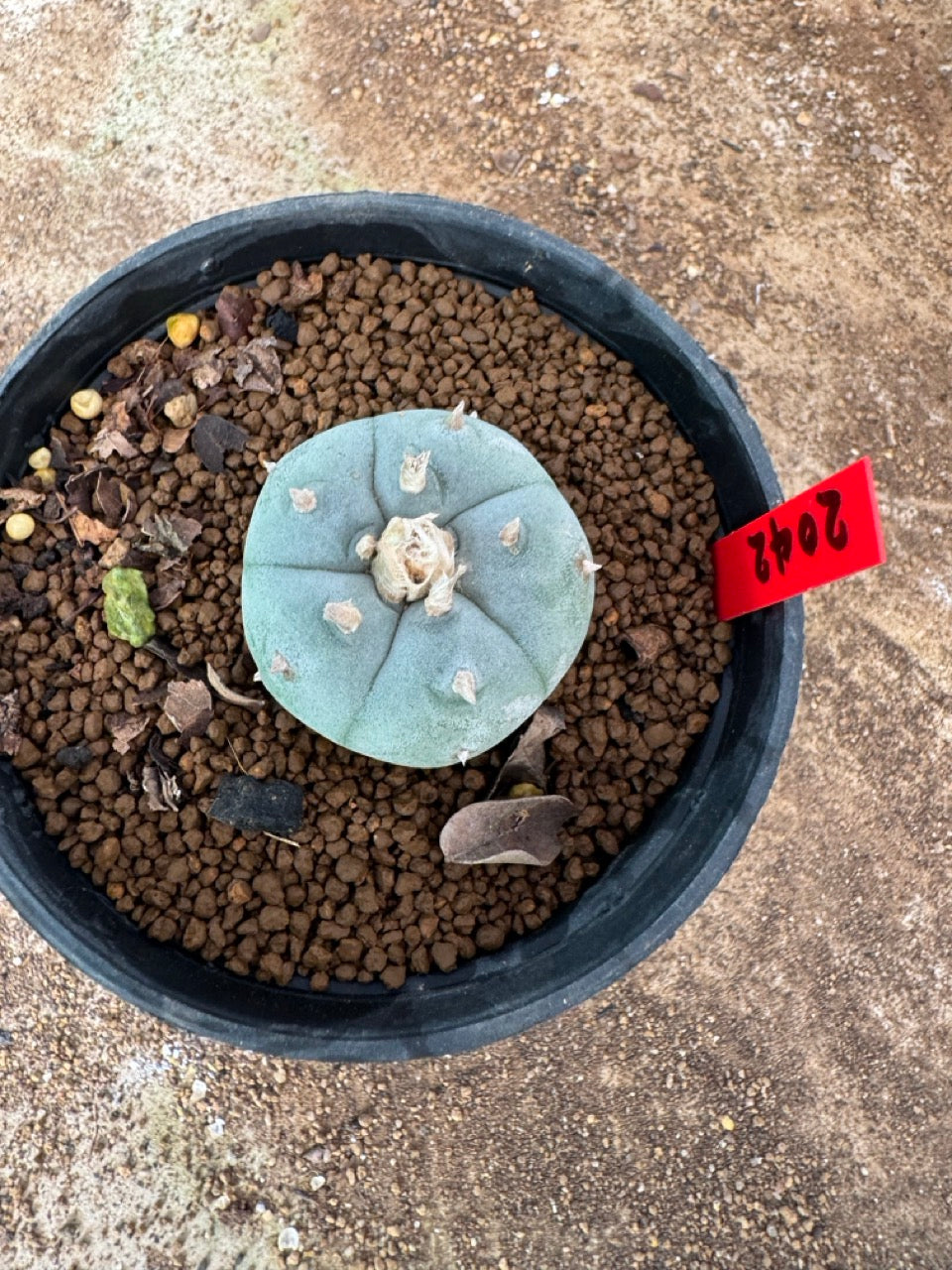 Lophophora williamsii – Peyote Cactus (3 cm, Own Root)