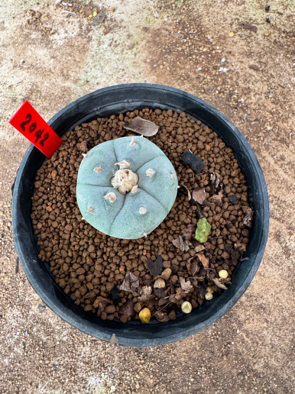 Lophophora williamsii – Peyote Cactus (3 cm, Own Root)