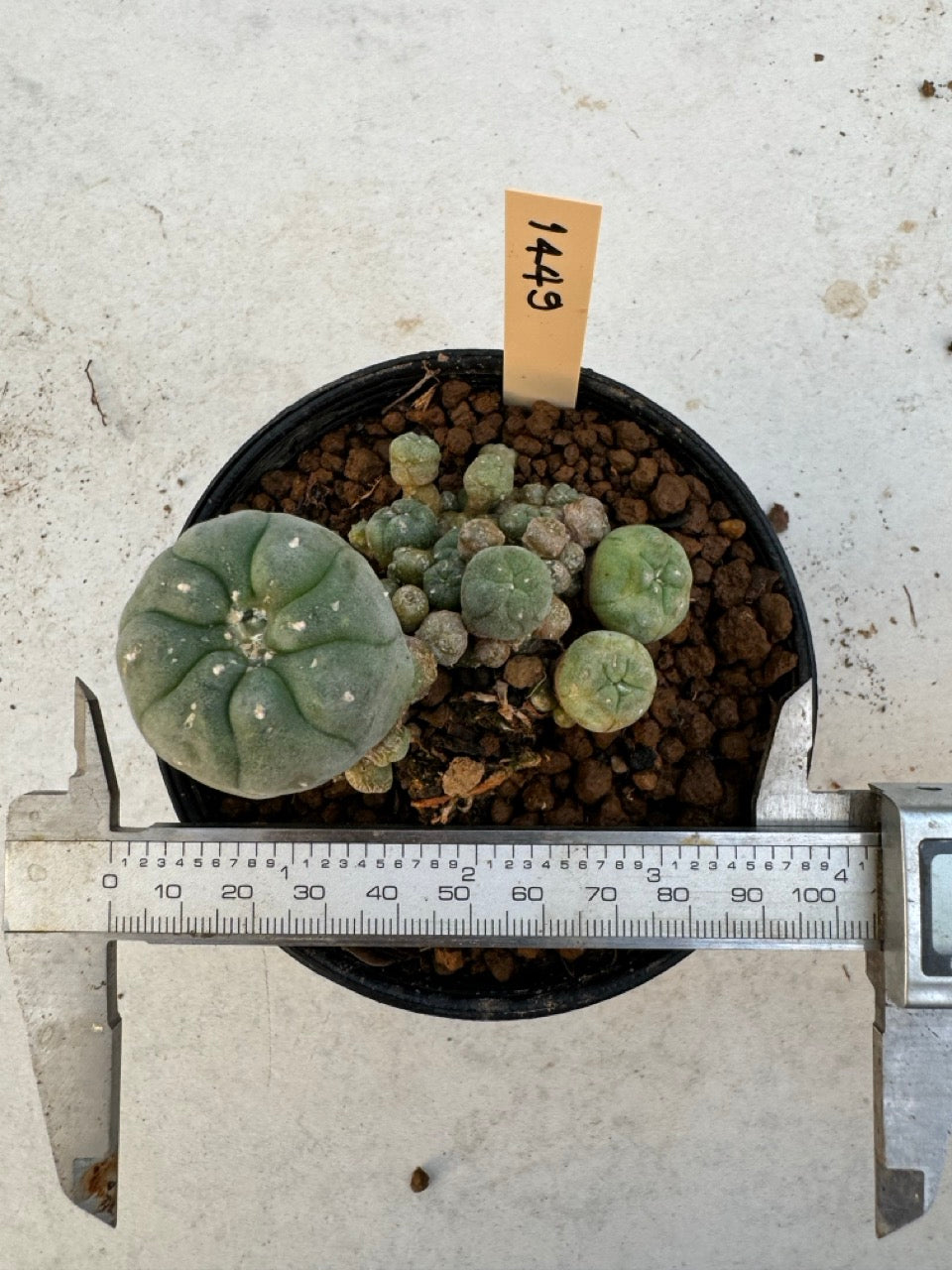 Lophophora williamsii – Peyote Cactus (6–7 cm, Own Root)