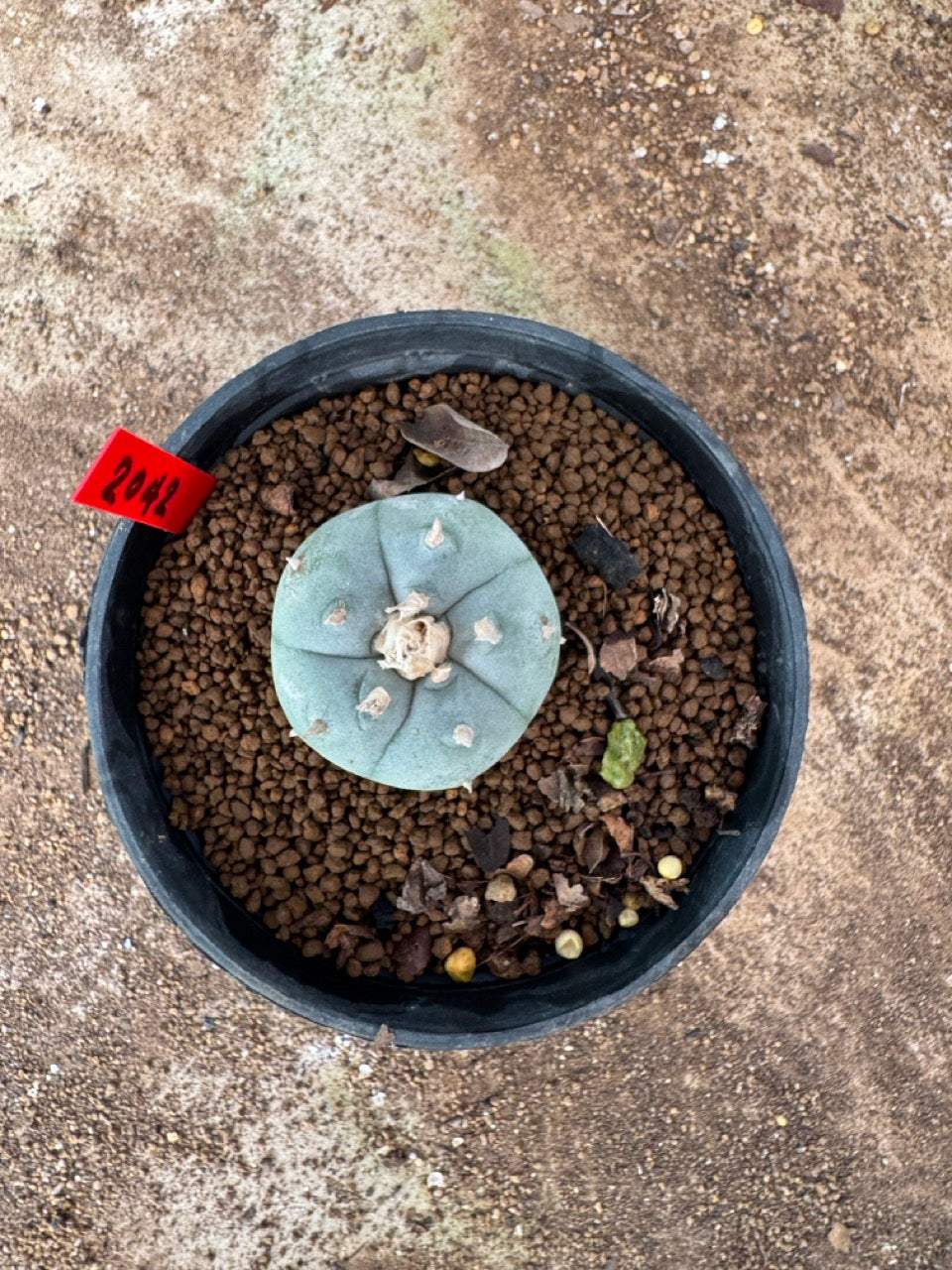 Lophophora williamsii – Peyote Cactus (3 cm, Own Root)
