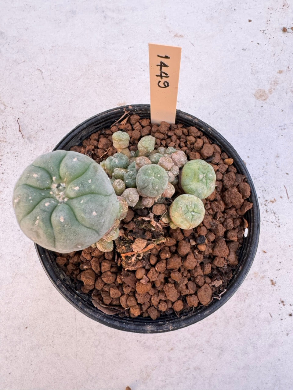 Lophophora williamsii – Peyote Cactus (6–7 cm, Own Root)