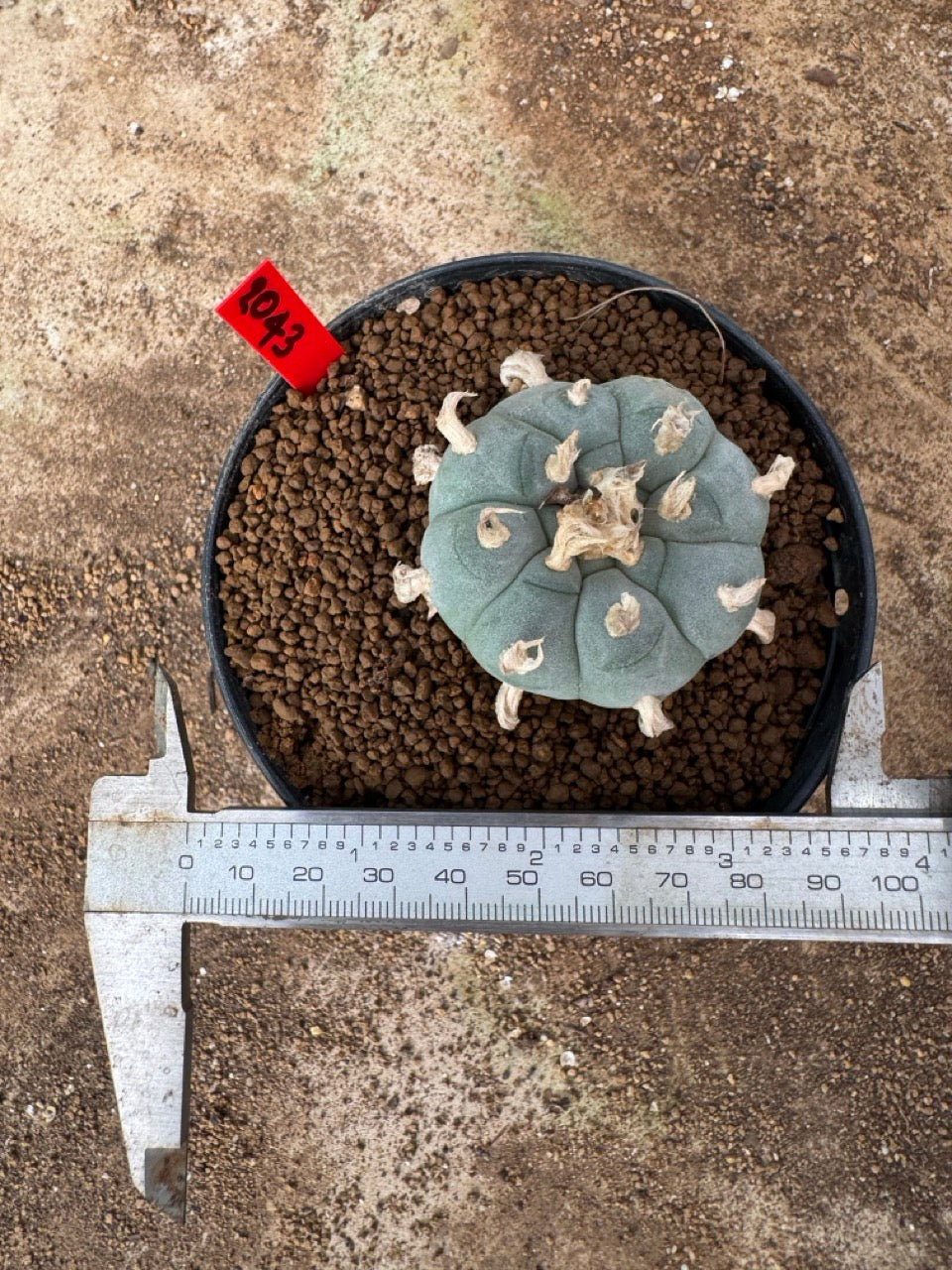 Lophophora williamsii – Peyote Cactus (4-6 cm, Own Root)