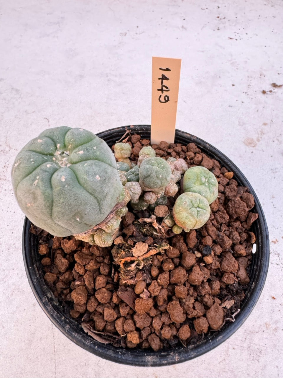 Lophophora williamsii – Peyote Cactus (6–7 cm, Own Root)