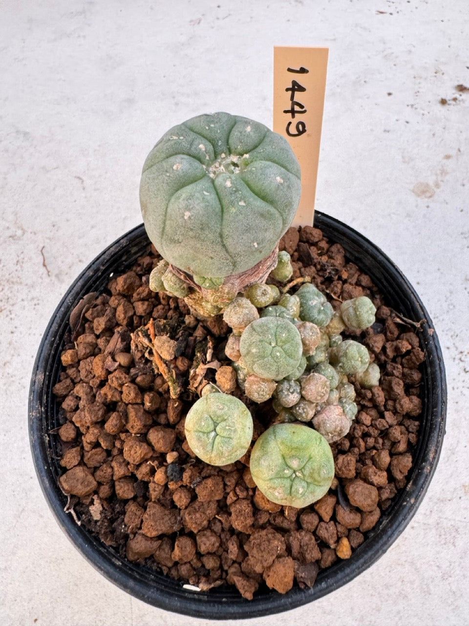 Lophophora williamsii – Peyote Cactus (6–7 cm, Own Root)