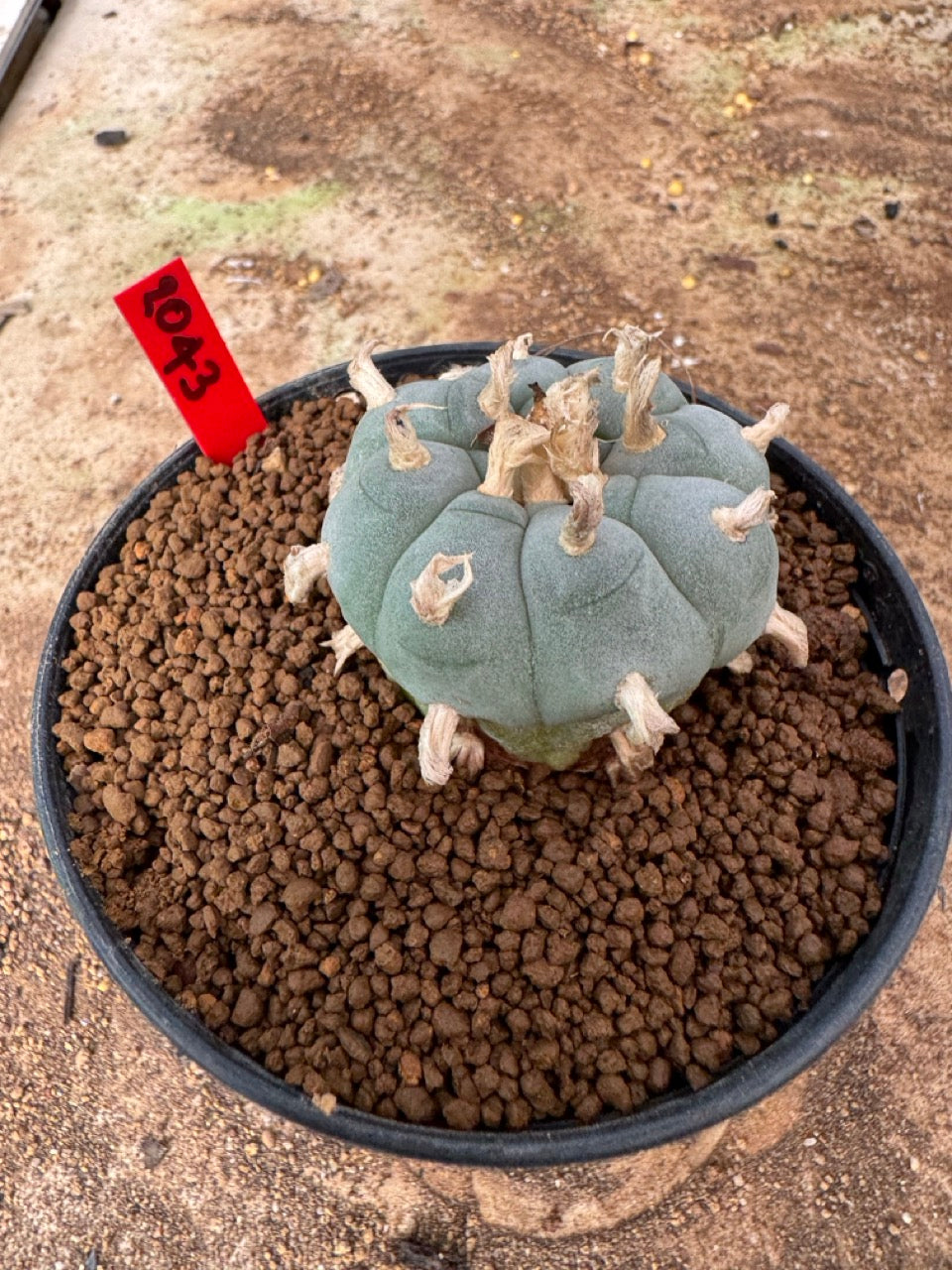 Lophophora williamsii – Peyote Cactus (4-6 cm, Own Root)