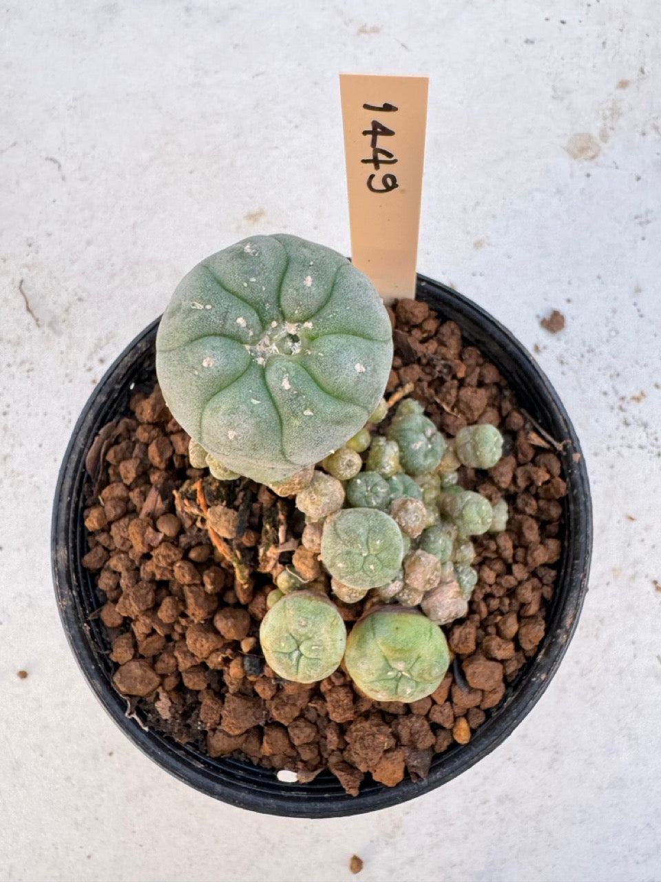 Lophophora williamsii – Peyote Cactus (6–7 cm, Own Root)