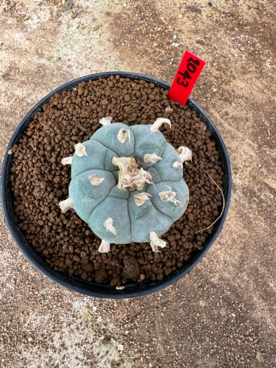 Lophophora williamsii – Peyote Cactus (4-6 cm, Own Root)