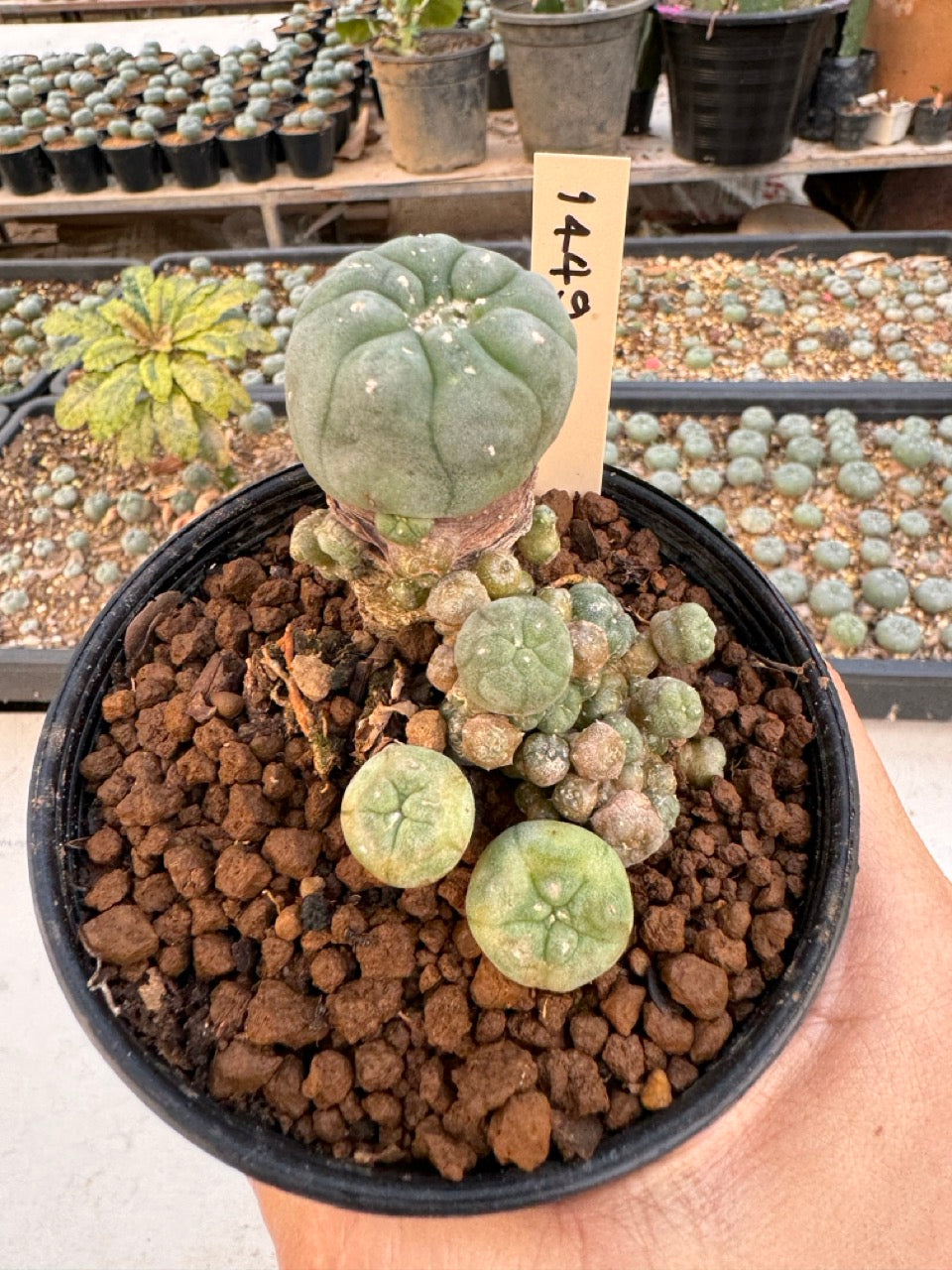 Lophophora williamsii – Peyote Cactus (6–7 cm, Own Root)