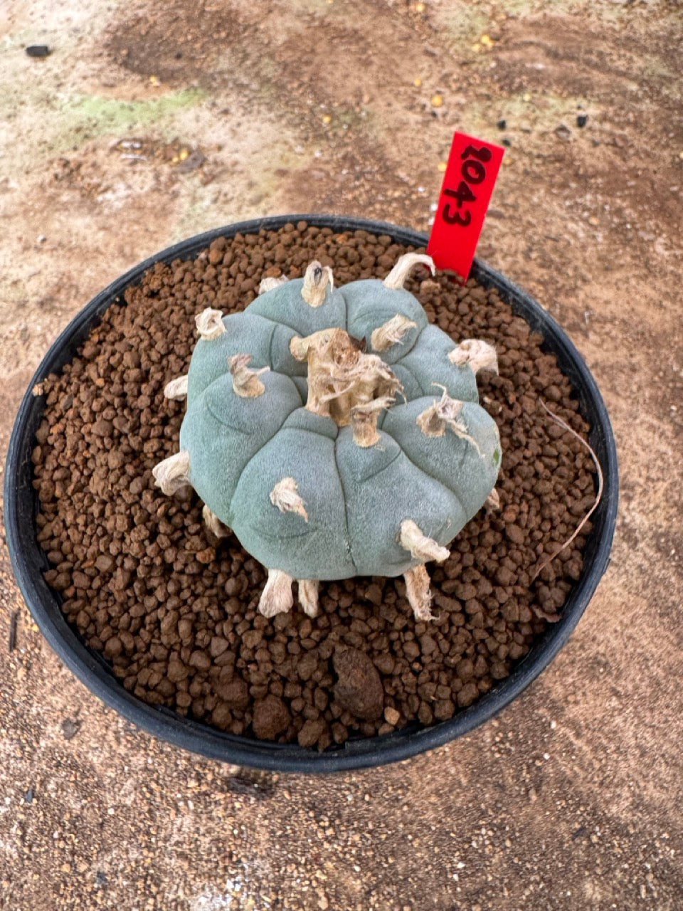 Lophophora williamsii – Peyote Cactus (4-6 cm, Own Root)