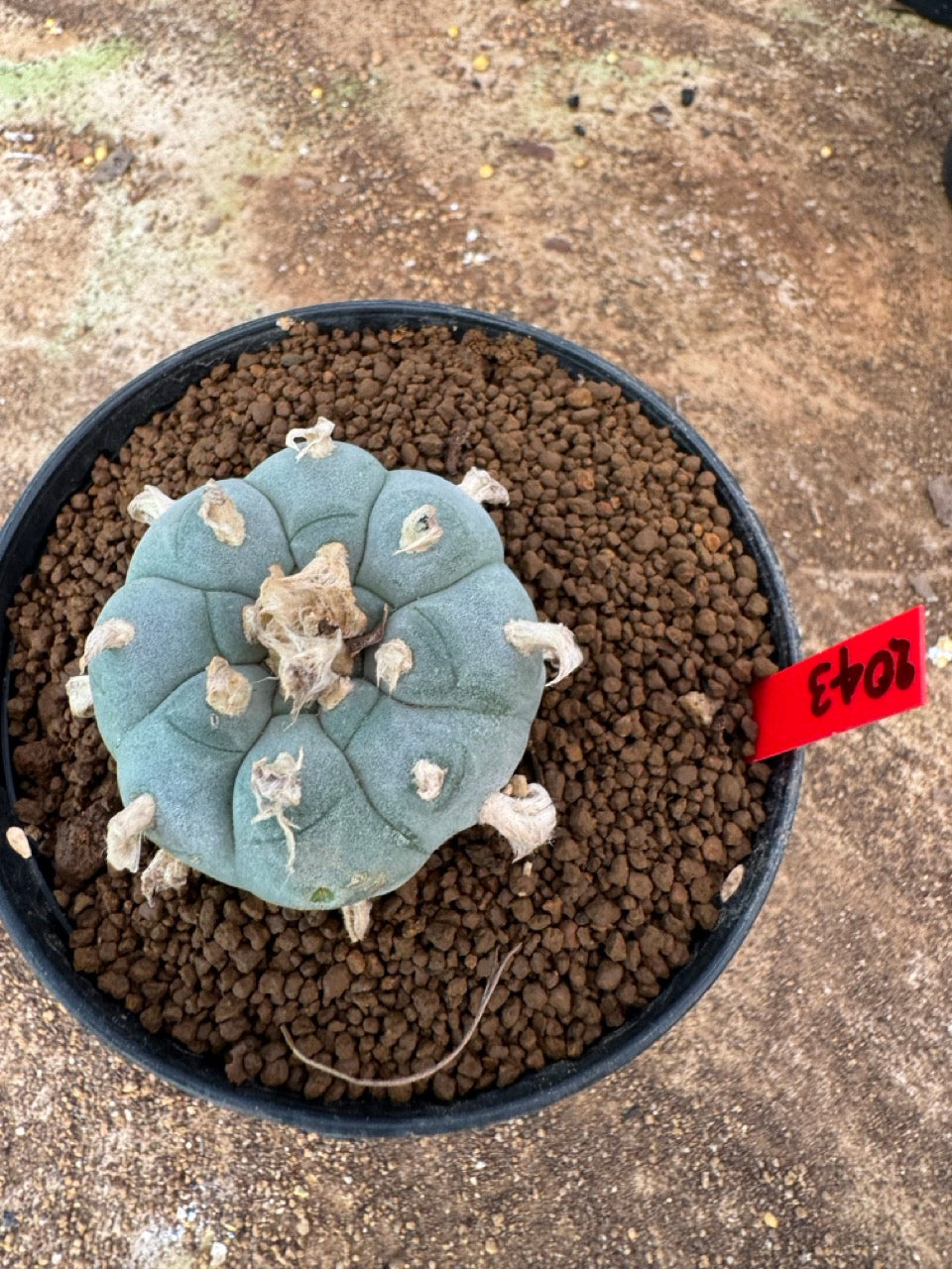 Lophophora williamsii – Peyote Cactus (4-6 cm, Own Root)