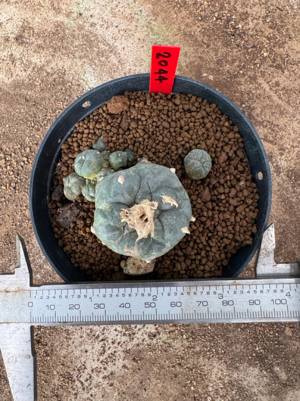 Lophophora williamsii – Peyote Cactus (4-6 cm, Own Root)