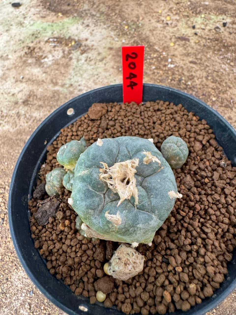 Lophophora williamsii – Peyote Cactus (4-6 cm, Own Root)