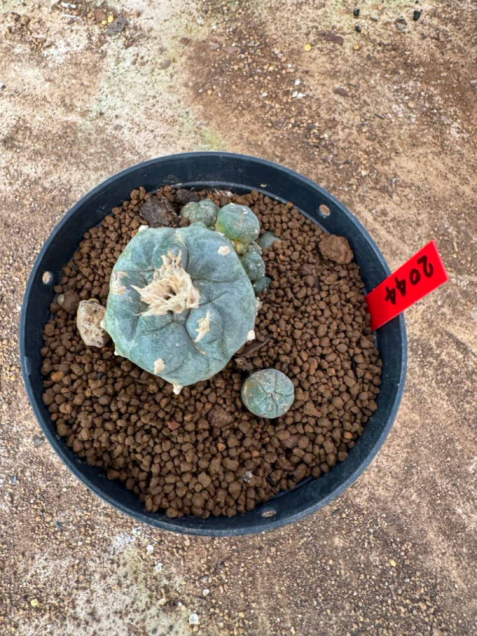 Lophophora williamsii – Peyote Cactus (4-6 cm, Own Root)