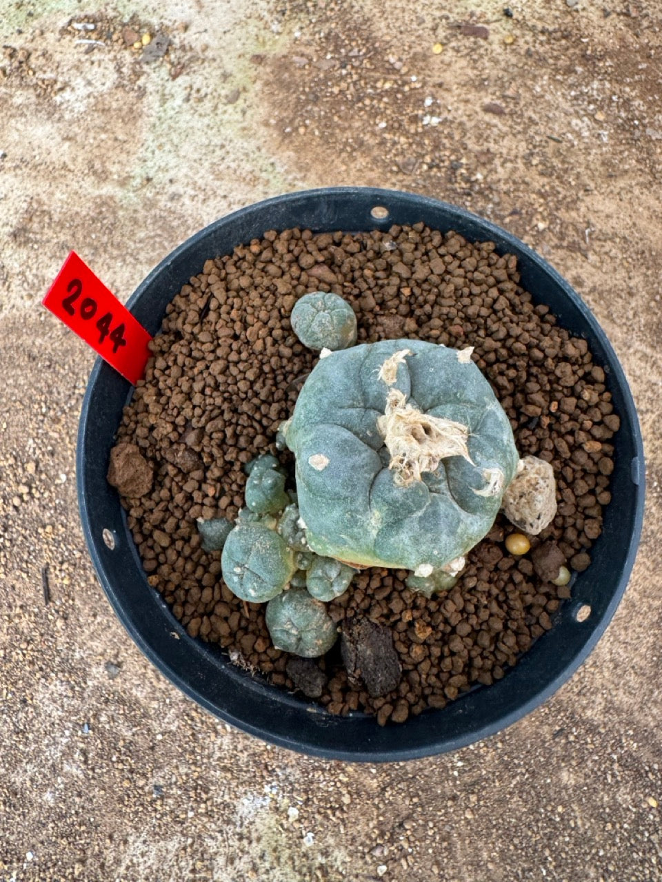 Lophophora williamsii – Peyote Cactus (4-6 cm, Own Root)