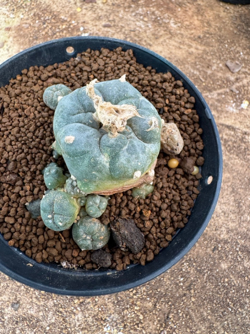 Lophophora williamsii – Peyote Cactus (4-6 cm, Own Root)