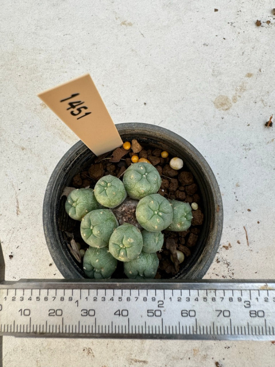 Lophophora williamsii – Peyote Cactus (6–7 cm, Own Root)