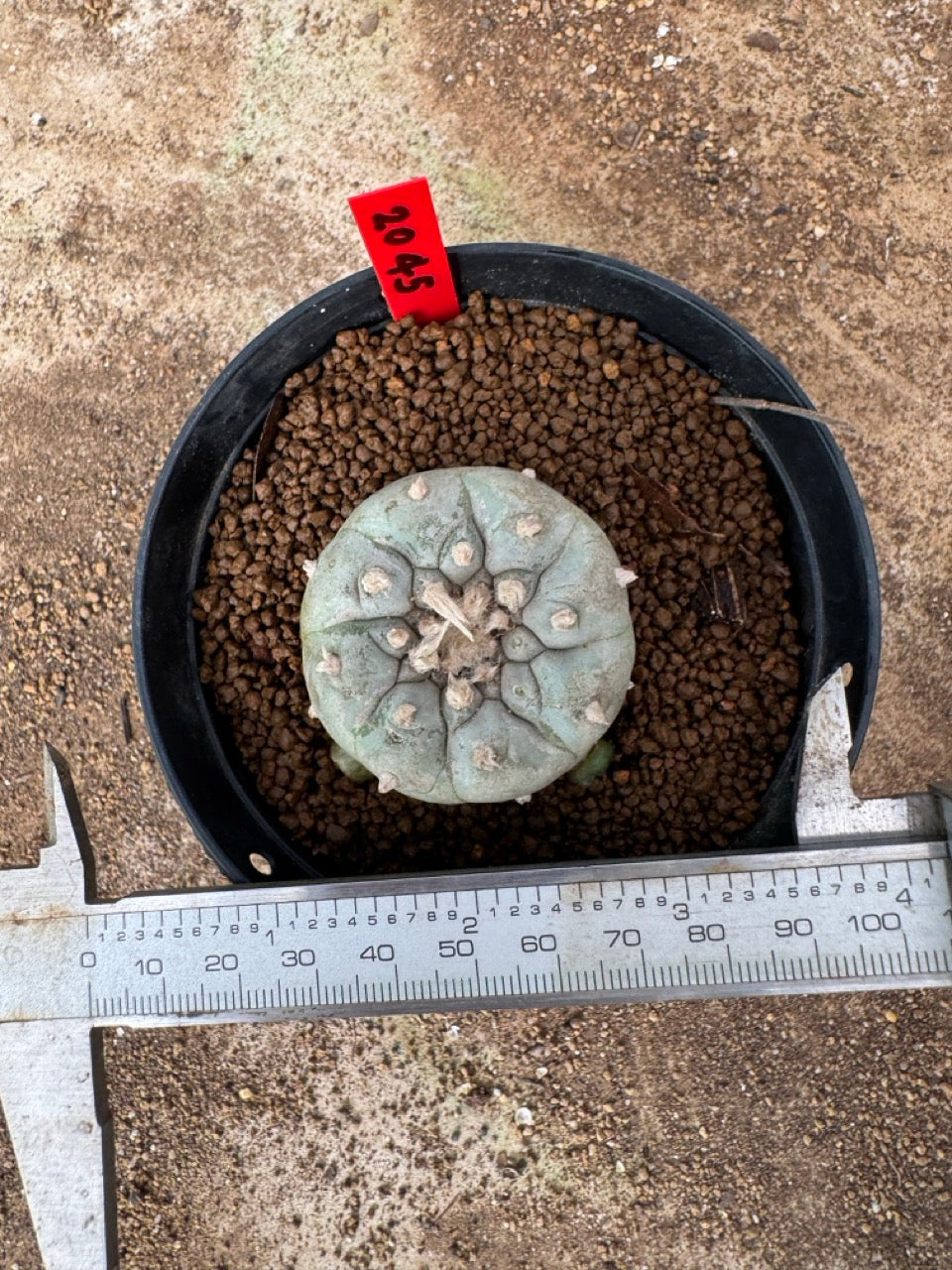 Lophophora williamsii – Peyote Cactus (4-6 cm, Own Root)