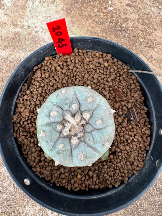 Lophophora williamsii – Peyote Cactus (4-6 cm, Own Root)