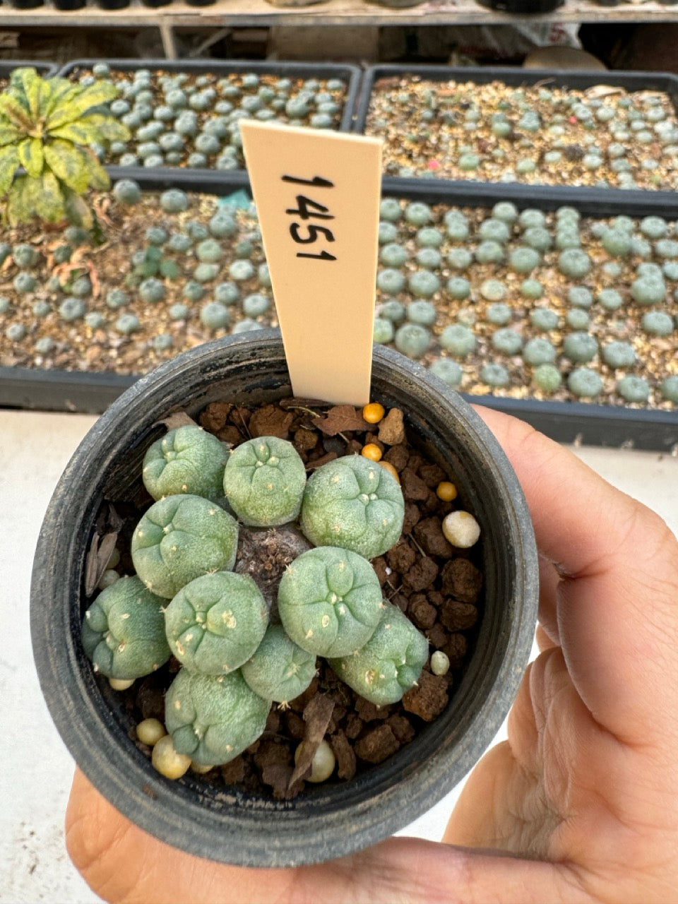 Lophophora williamsii – Peyote Cactus (6–7 cm, Own Root)
