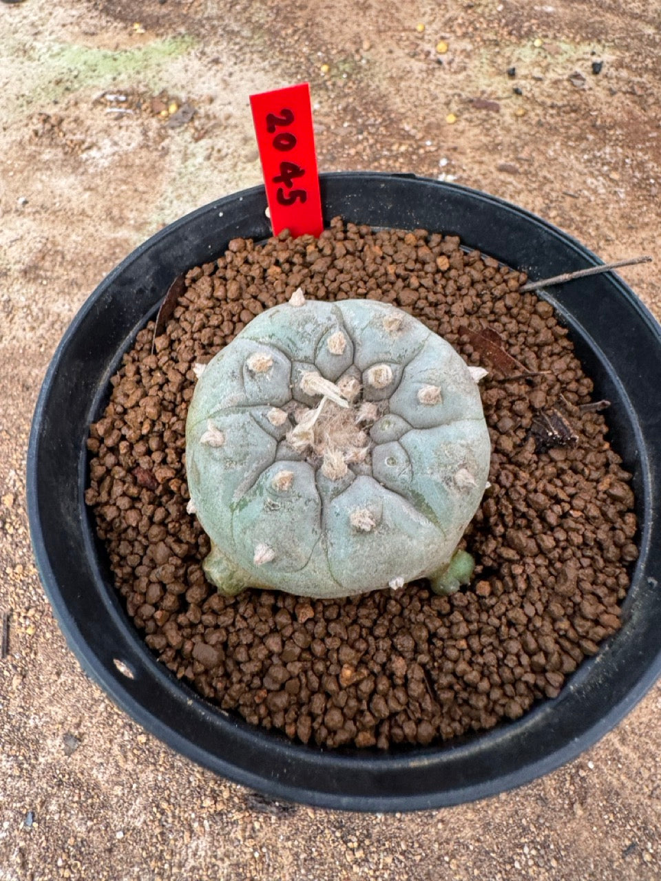 Lophophora williamsii – Peyote Cactus (4-6 cm, Own Root)