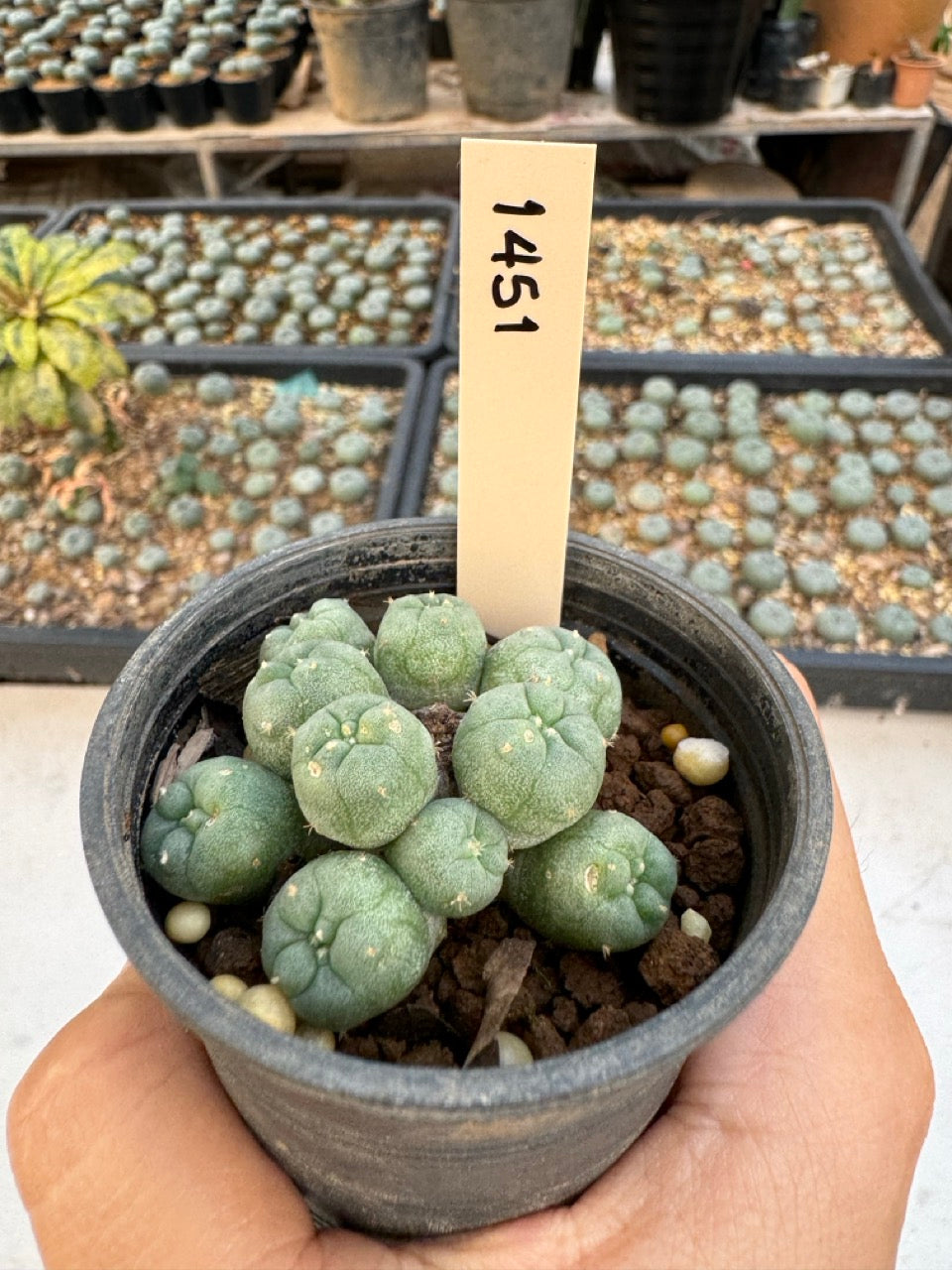 Lophophora williamsii – Peyote Cactus (6–7 cm, Own Root)